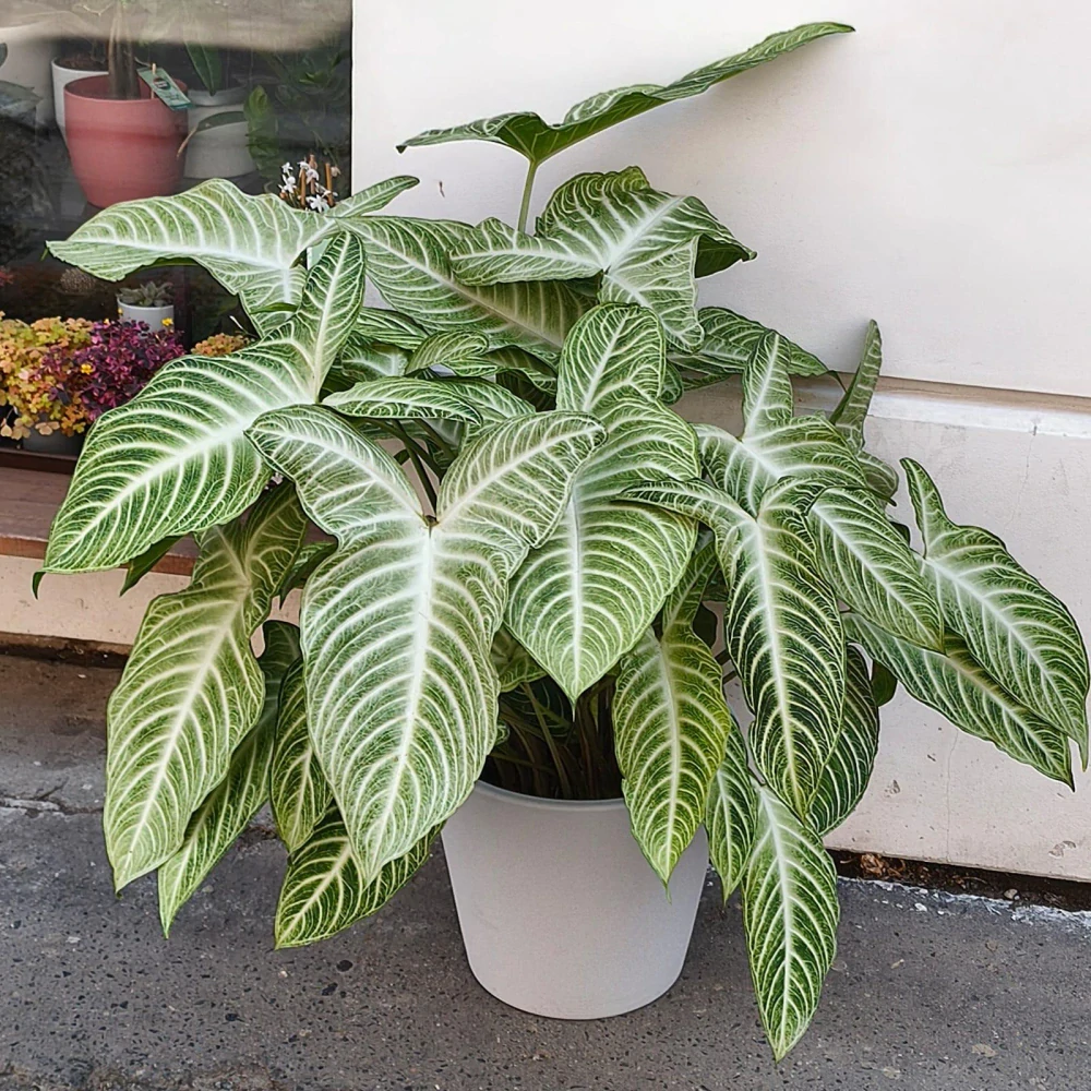 Xanthosoma lindenii XXL