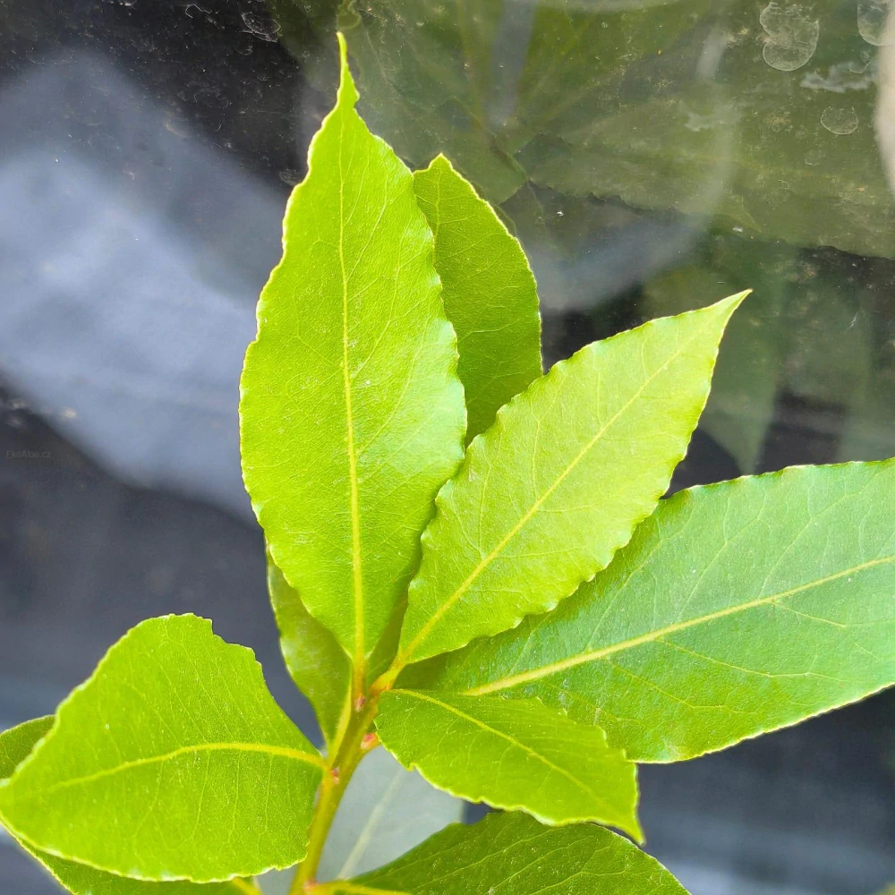 Laurus nobilis. Vavřín vznešený