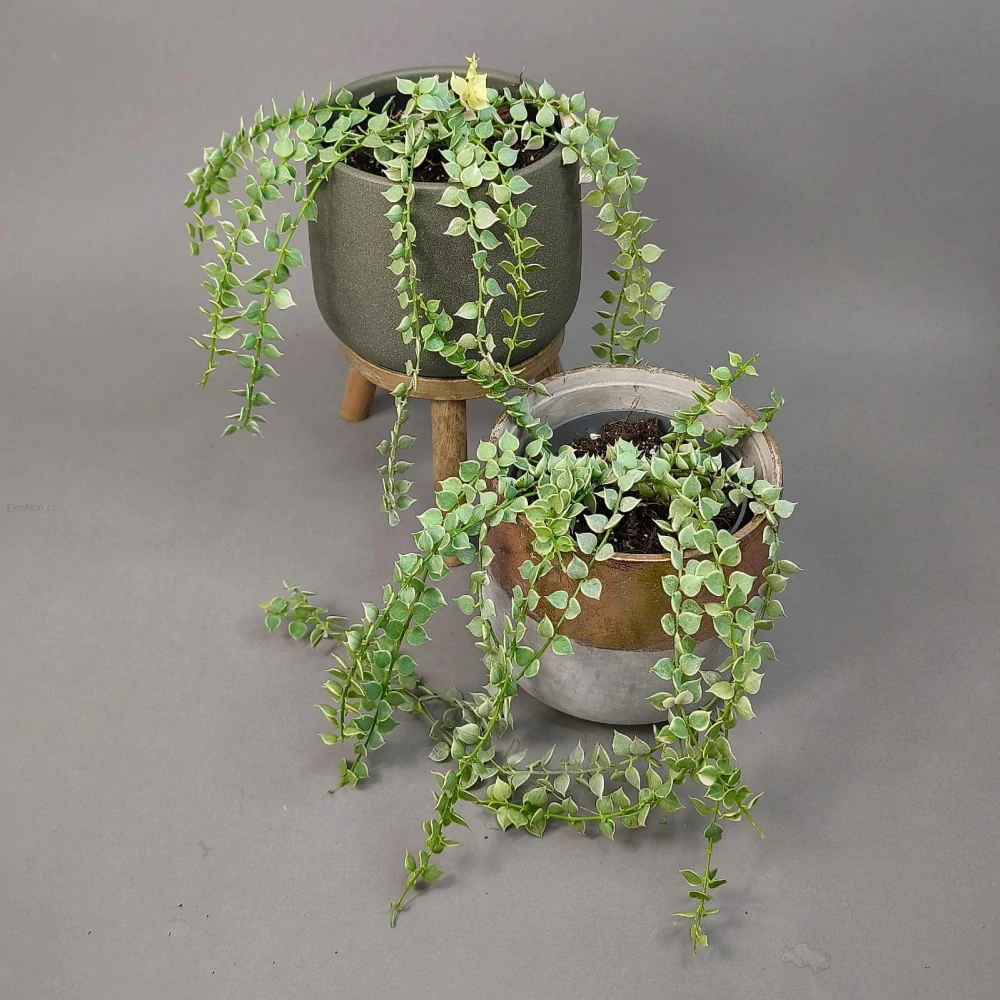 Dischidia Million Hearts