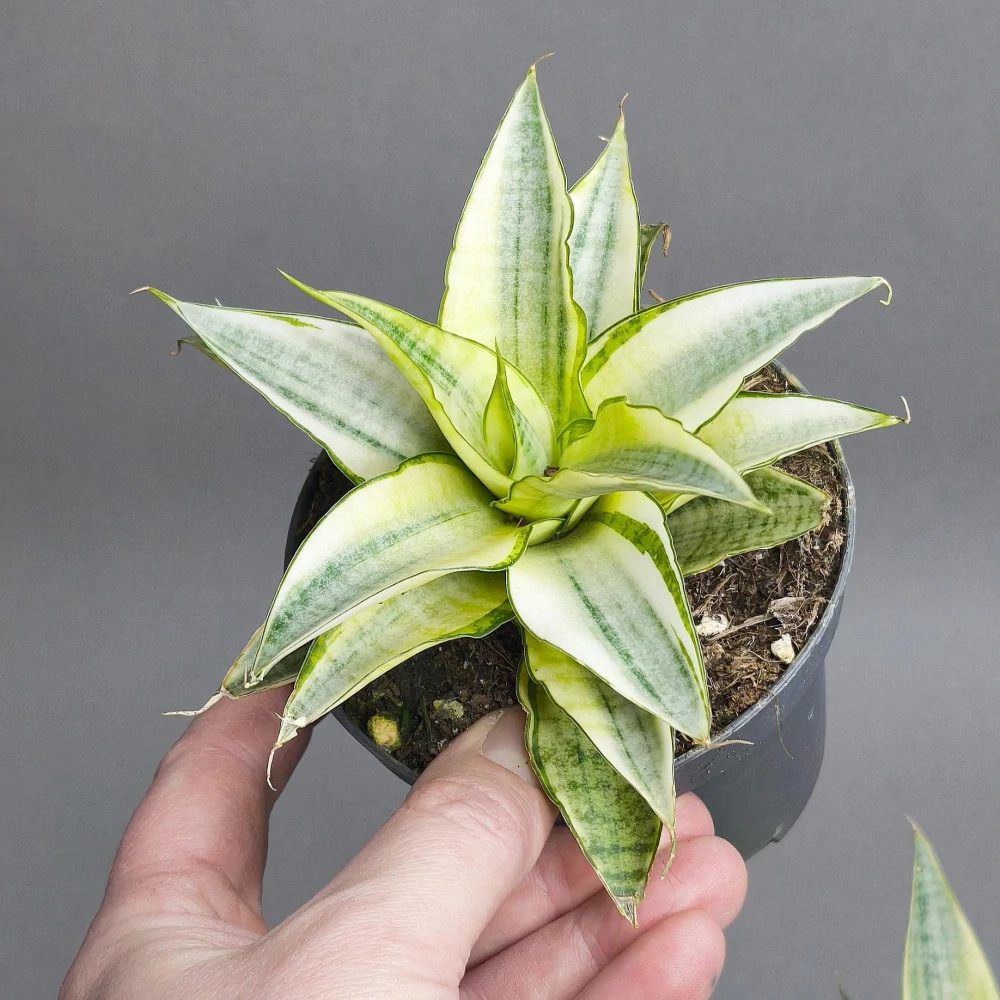 Sansevieria Gabriela white Variegated