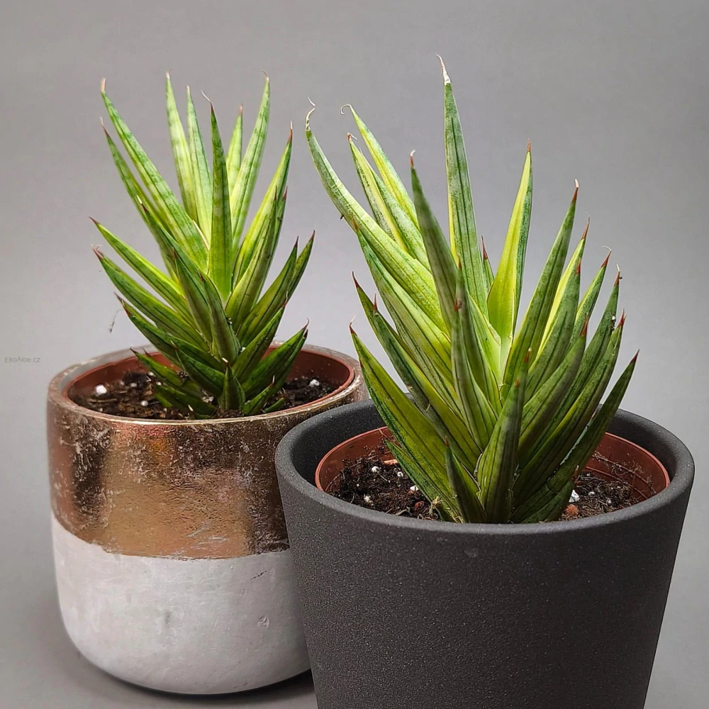 Sansevieria francisii f. variegata