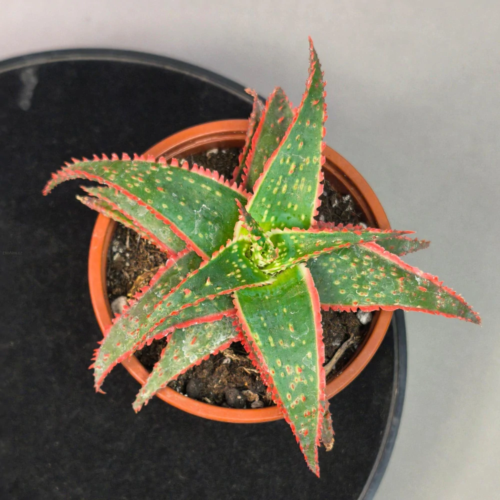 Aloe Christmas Carol