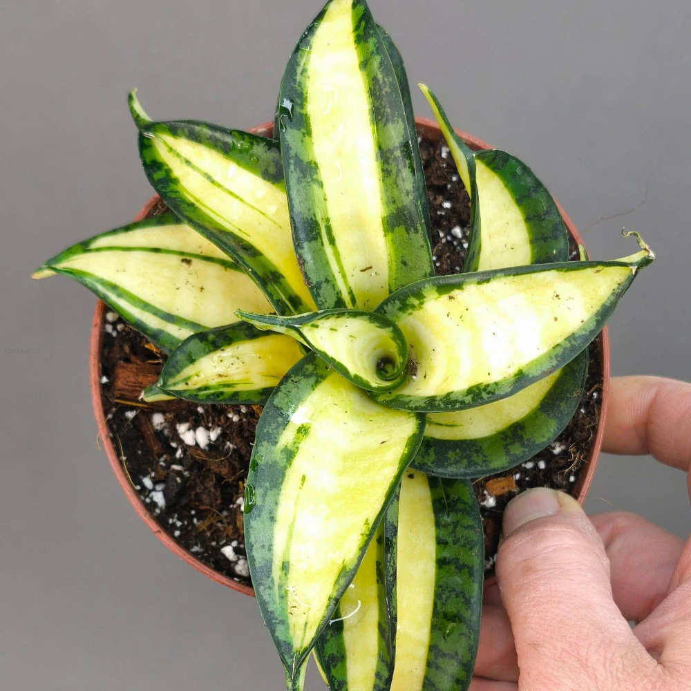 Sansevieria Golden Wendy