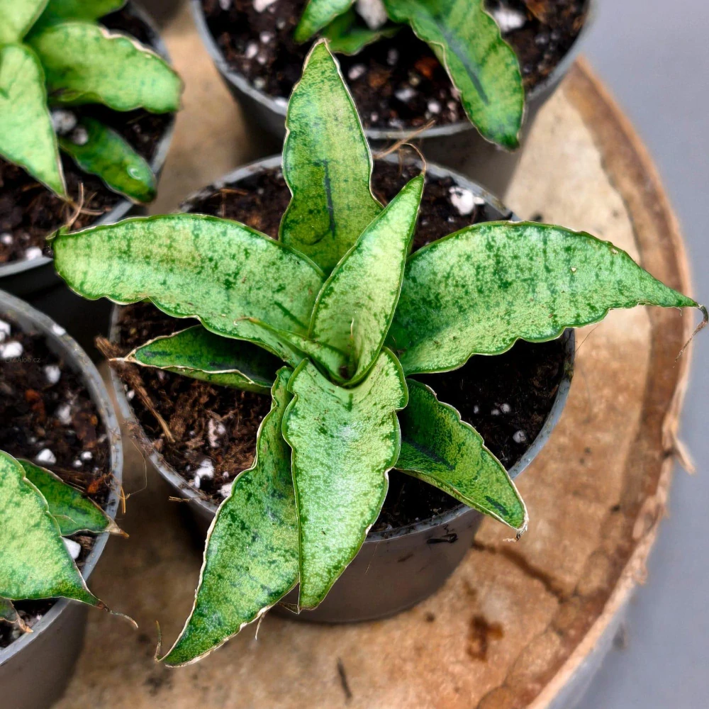 Sansevieria Bianca