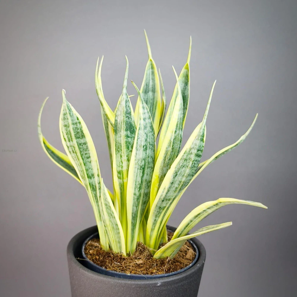 Sansevieria trifasciata Yellow Thrive