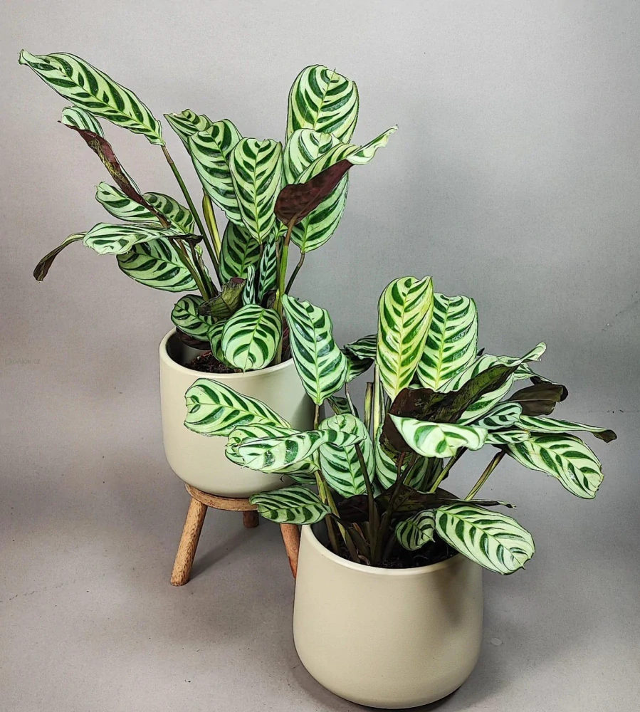 Ctenanthe Burle-marxii