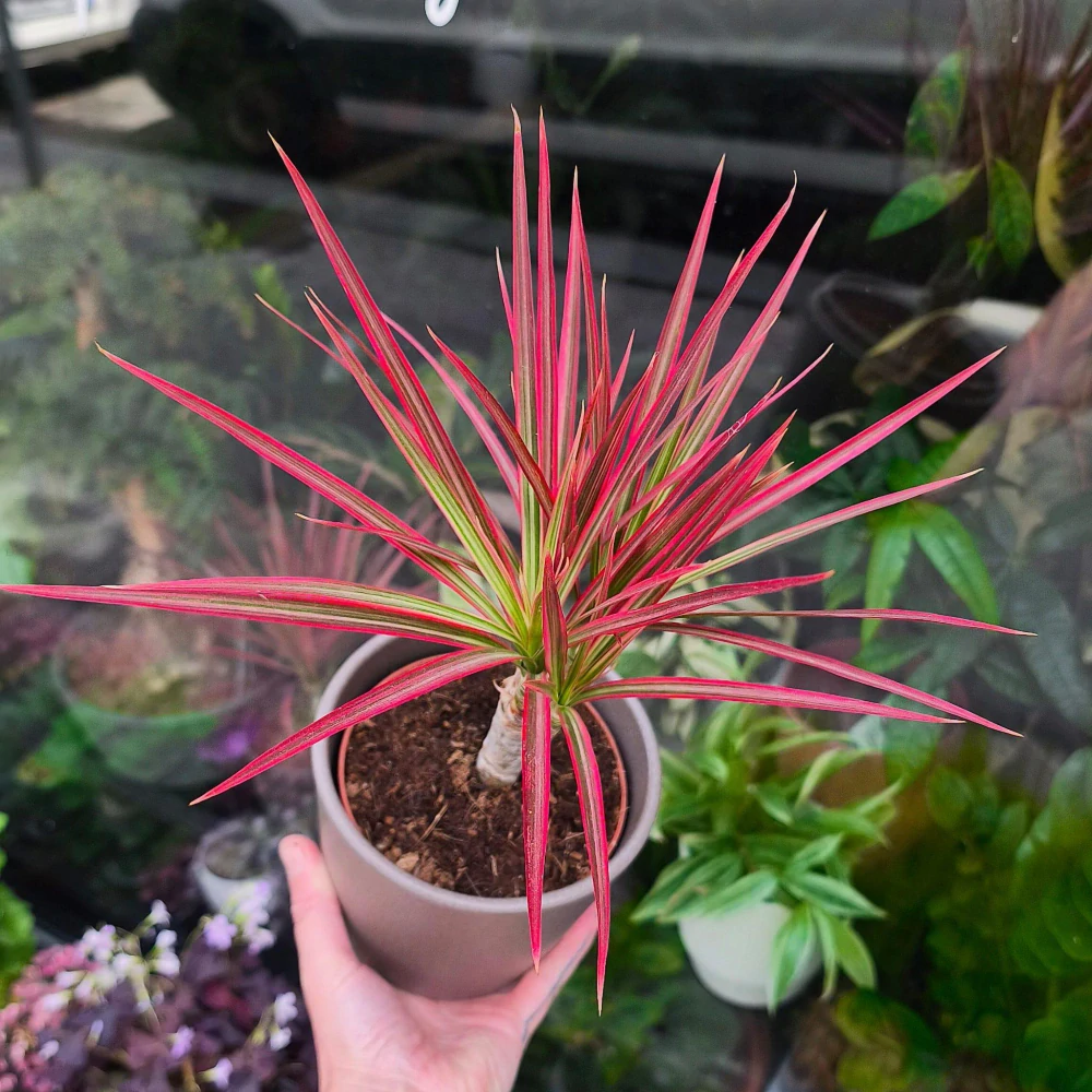 Dracaena marginata colorama