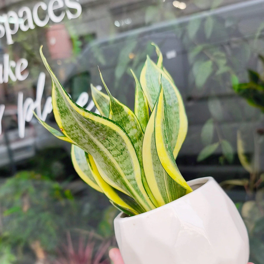 Sansevieria Gold Dust Hi color
