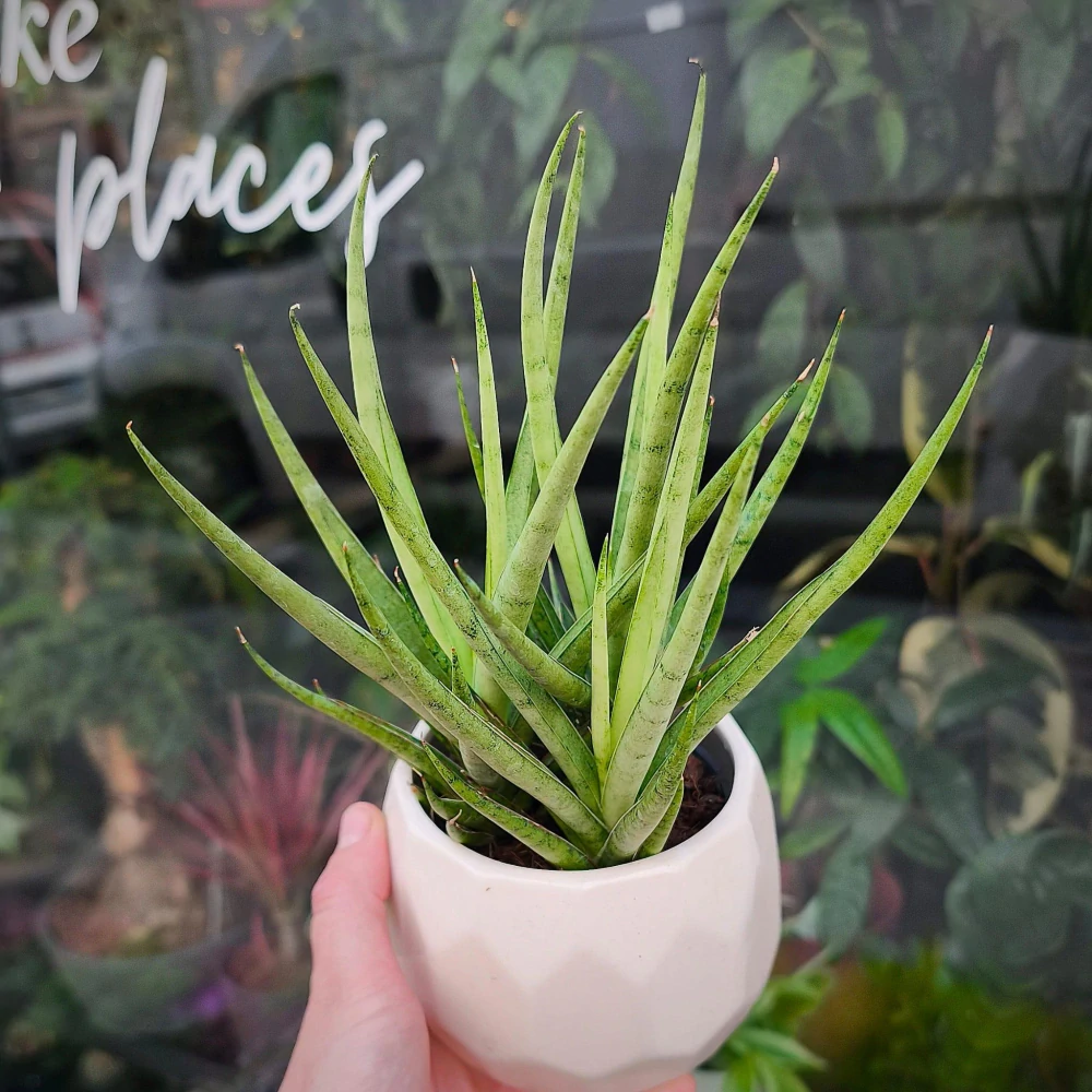 Sansevieria platinum Mikado
