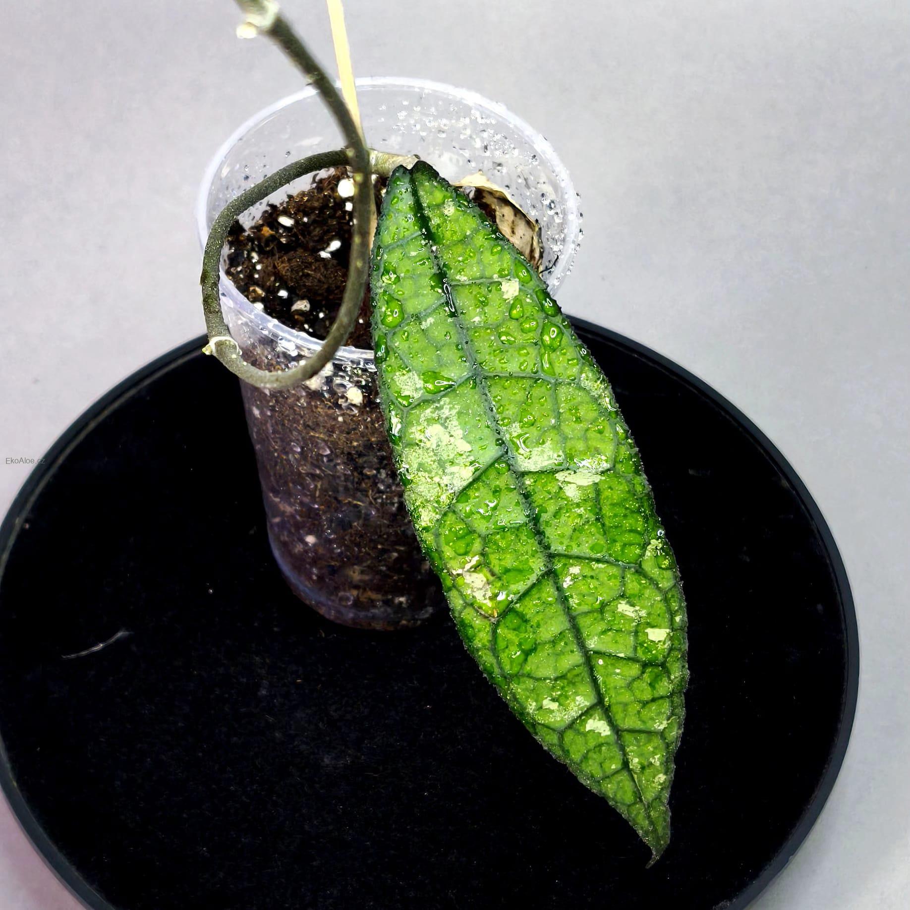 Hoya clemensiorum long leaf splash