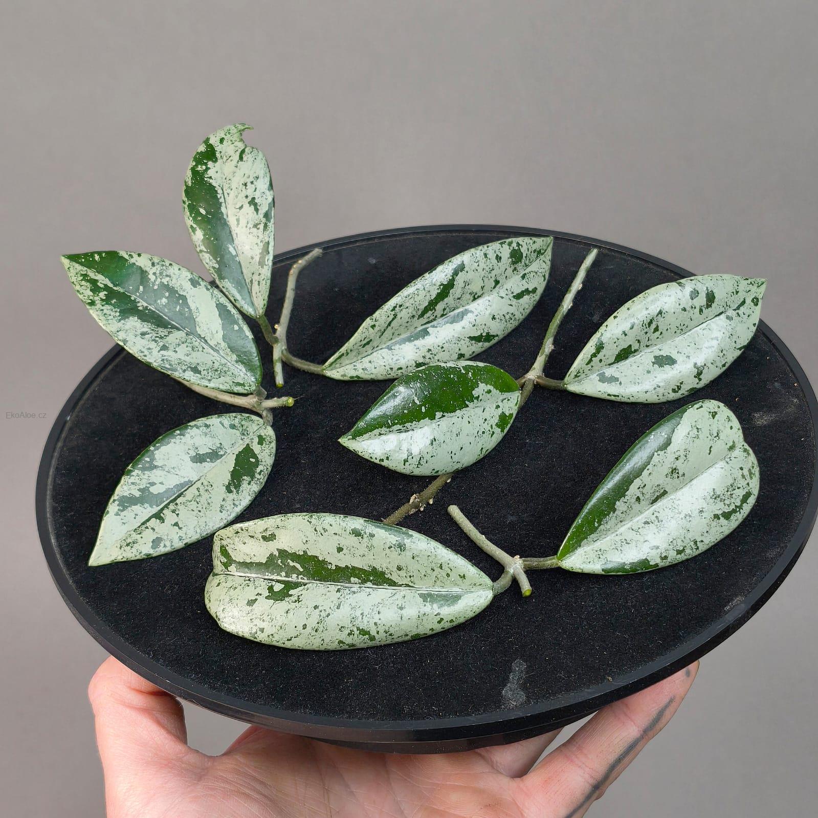 Hoya carnosa Wilbur Graves Russia řízek k zakořenění