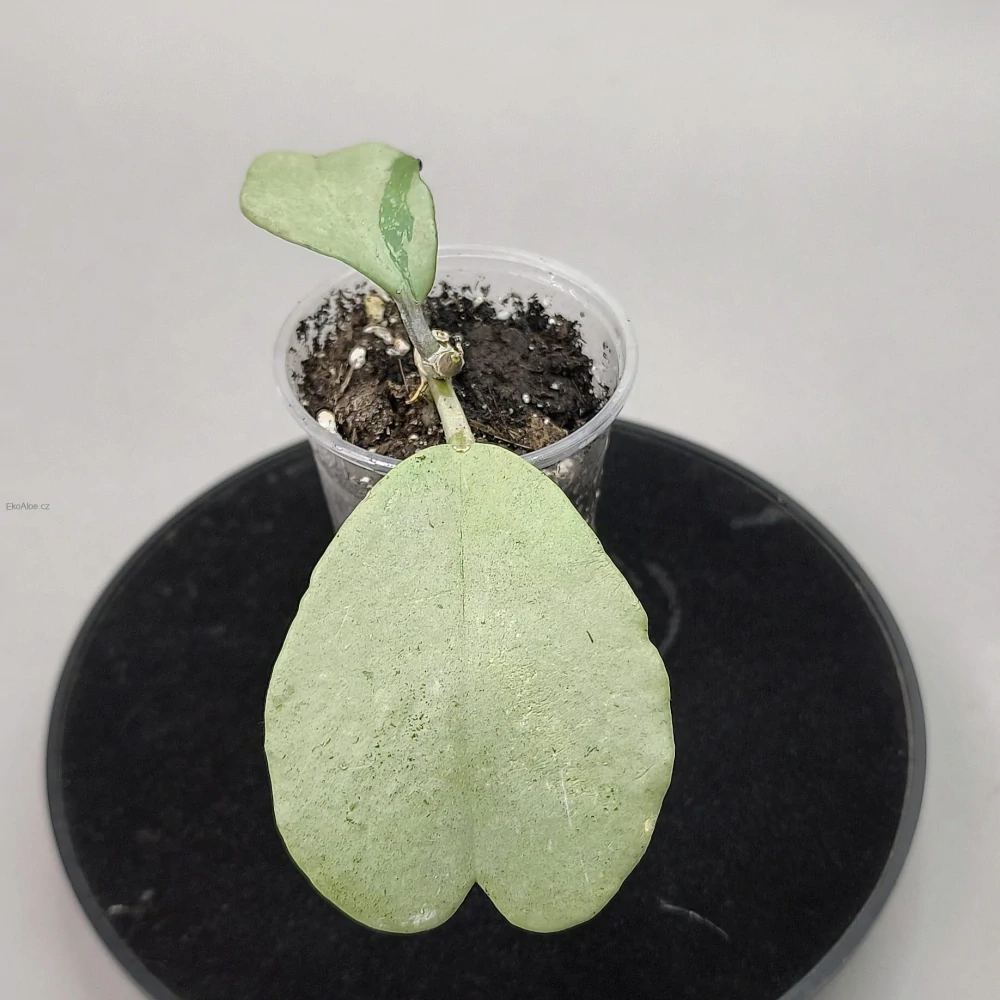 Hoya kerrii Silver