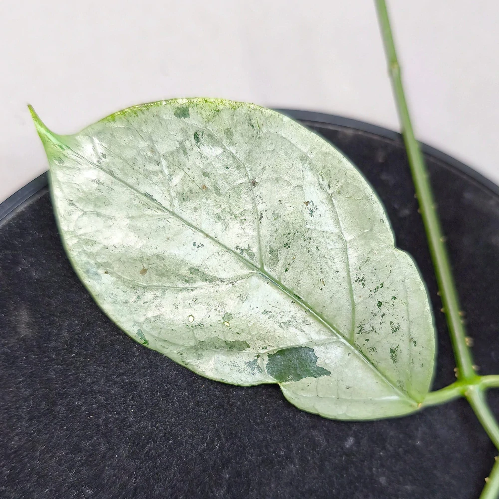 Hoya Coriacea Silver řízek k zakořenění.