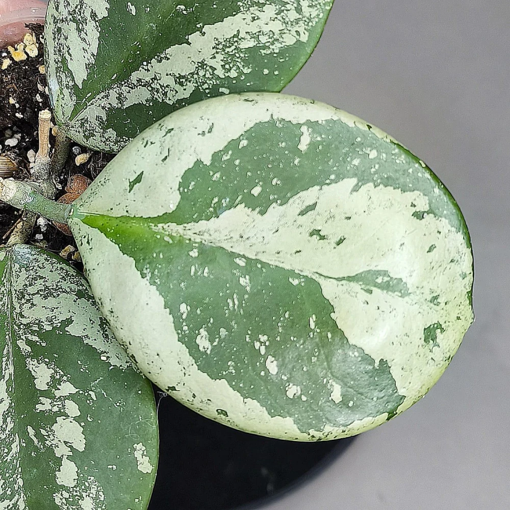 Hoya Obovata silver splash