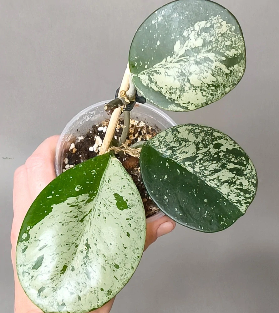 Hoya Obovata silver splash