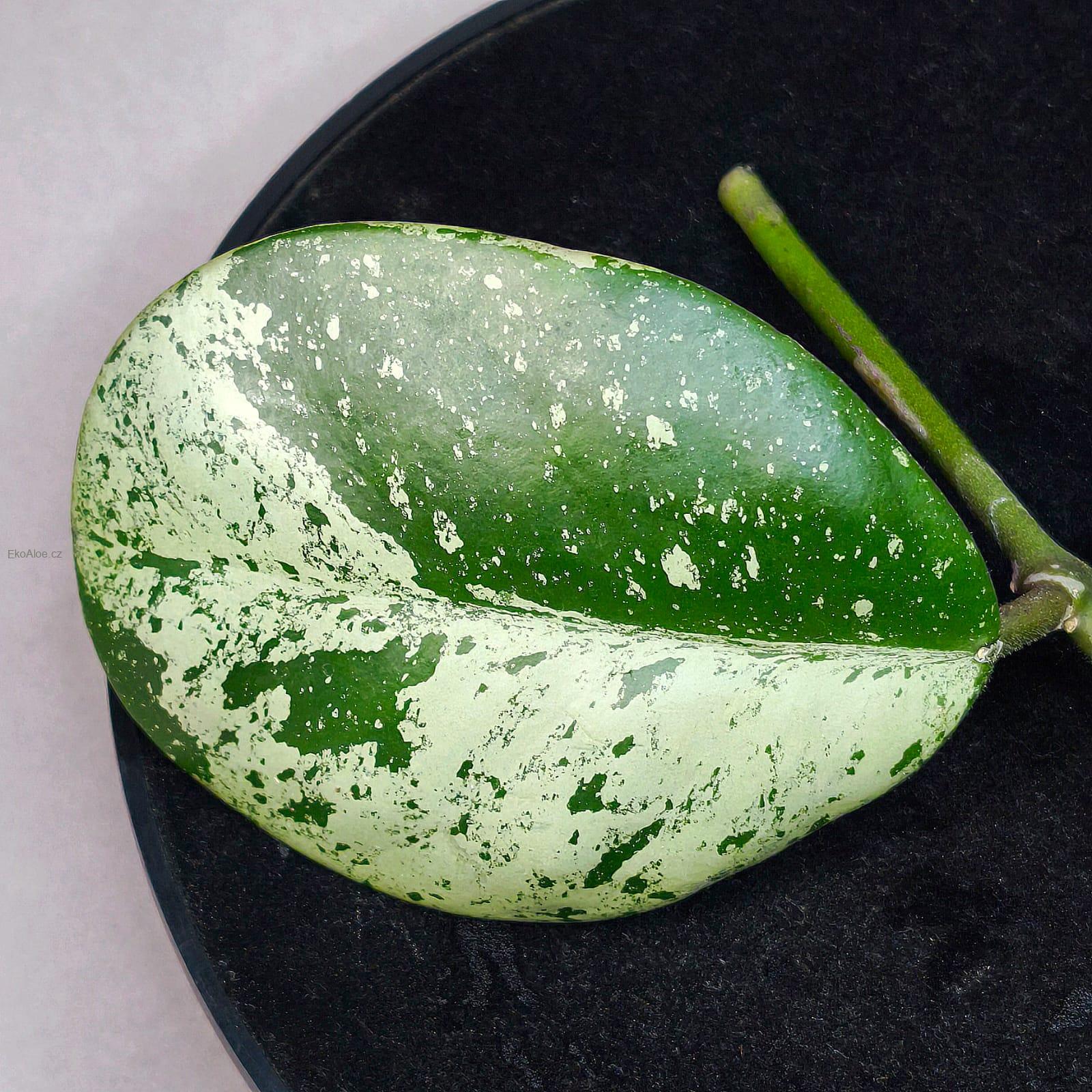 Hoya Obovata silver splash řízek k zakořenění