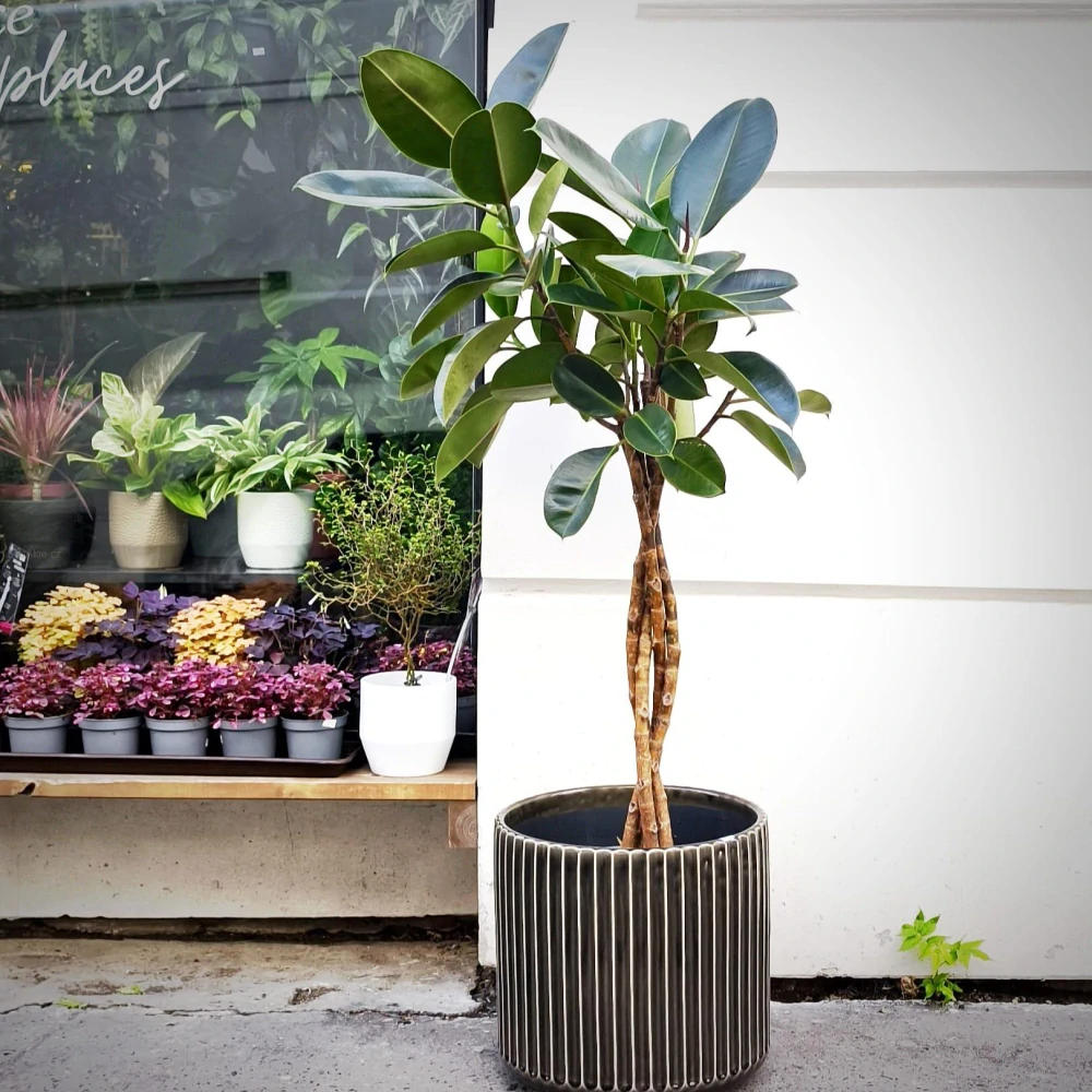 Ficus elastika Abidjan