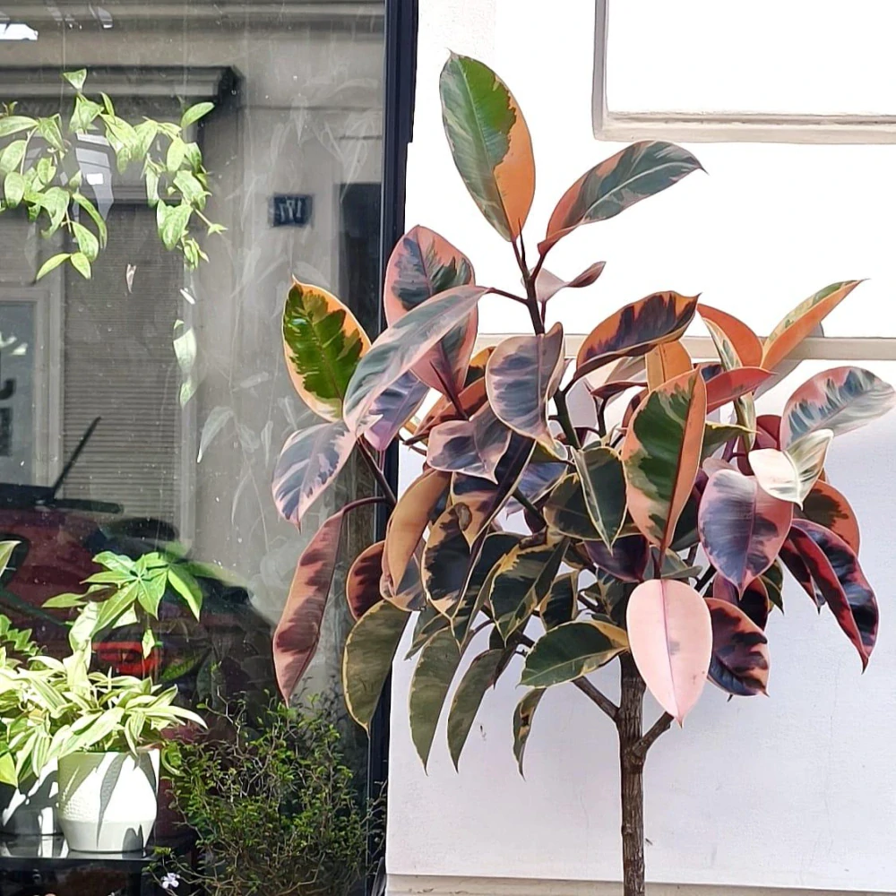 Ficus elastica robusta Belize