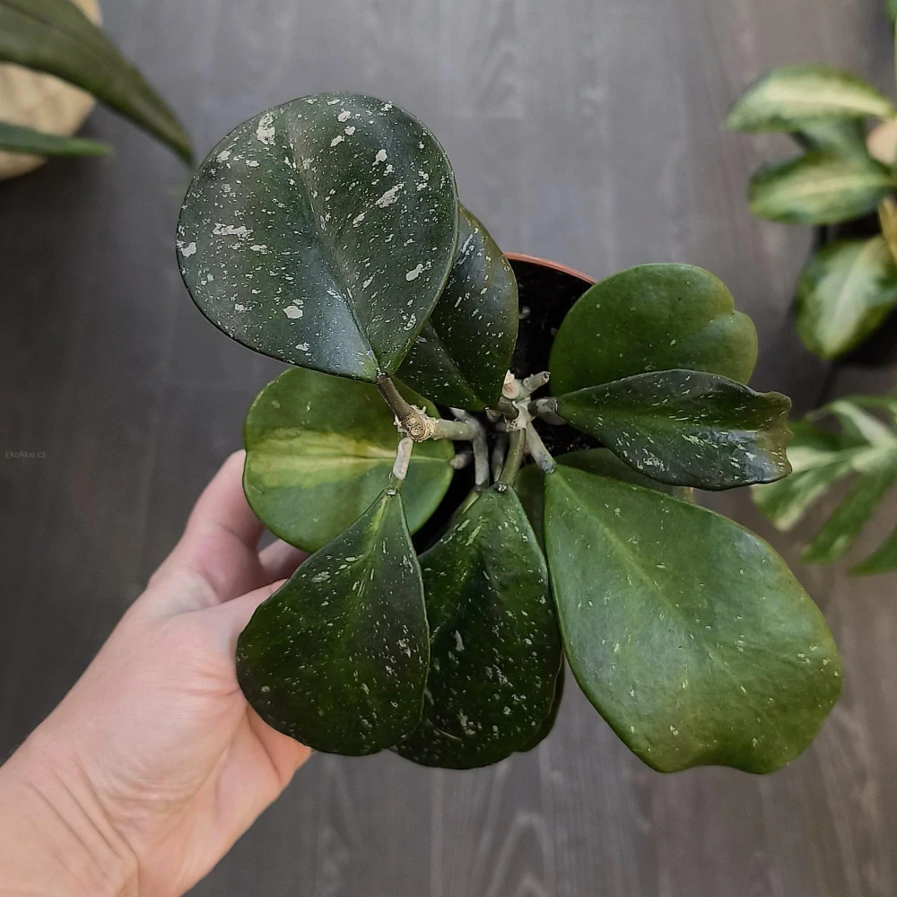 Hoya Obovata splash