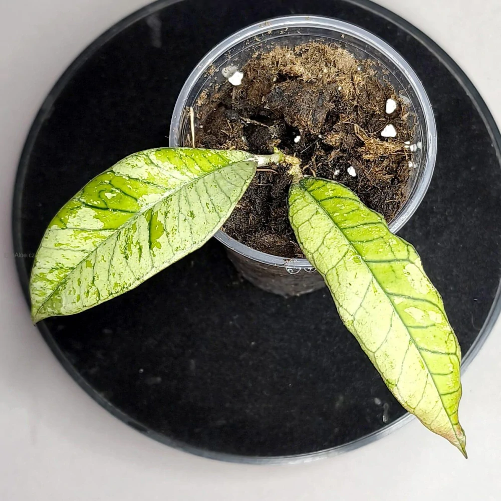 Hoya Gunung Ganing Ghost