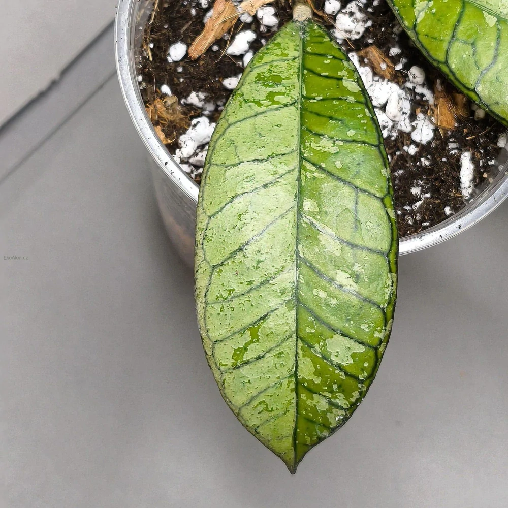 Hoya Gunung Ganing Ghost