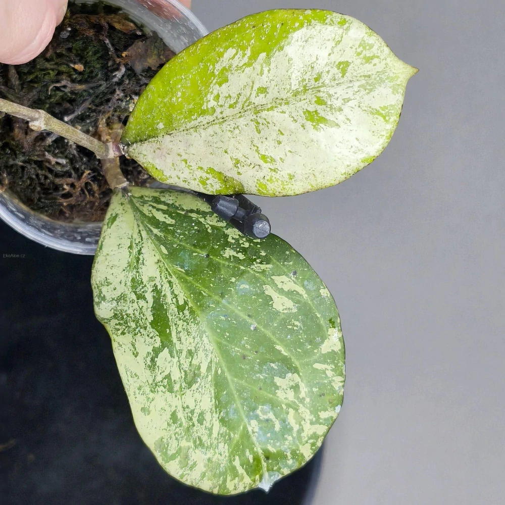 Hoya cv Michele silver splash