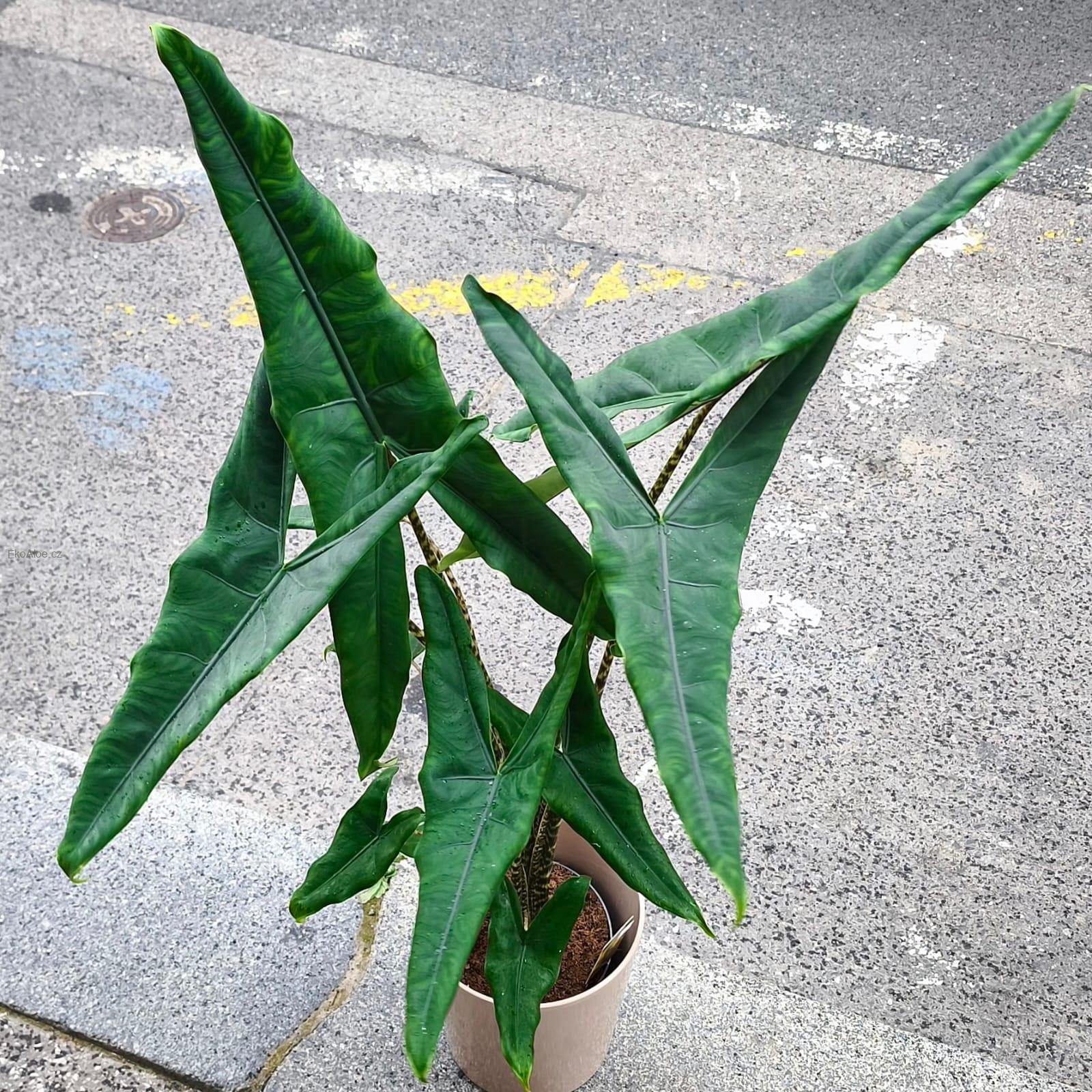 Alocasia zebrina Tigrina superba