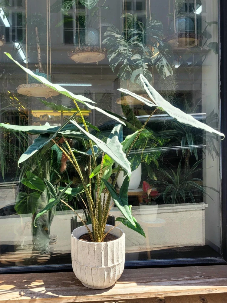 Alocasia zebrina Tigrina superba