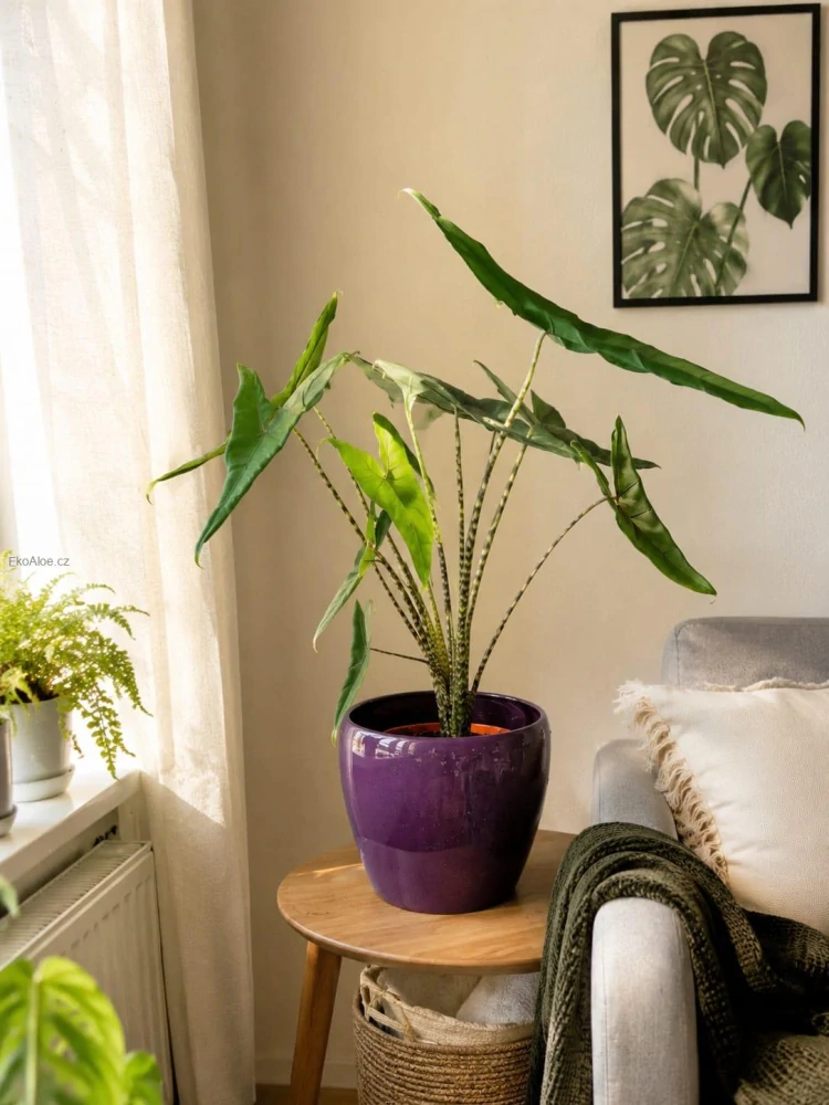 Alocasia zebrina Tigrina superba