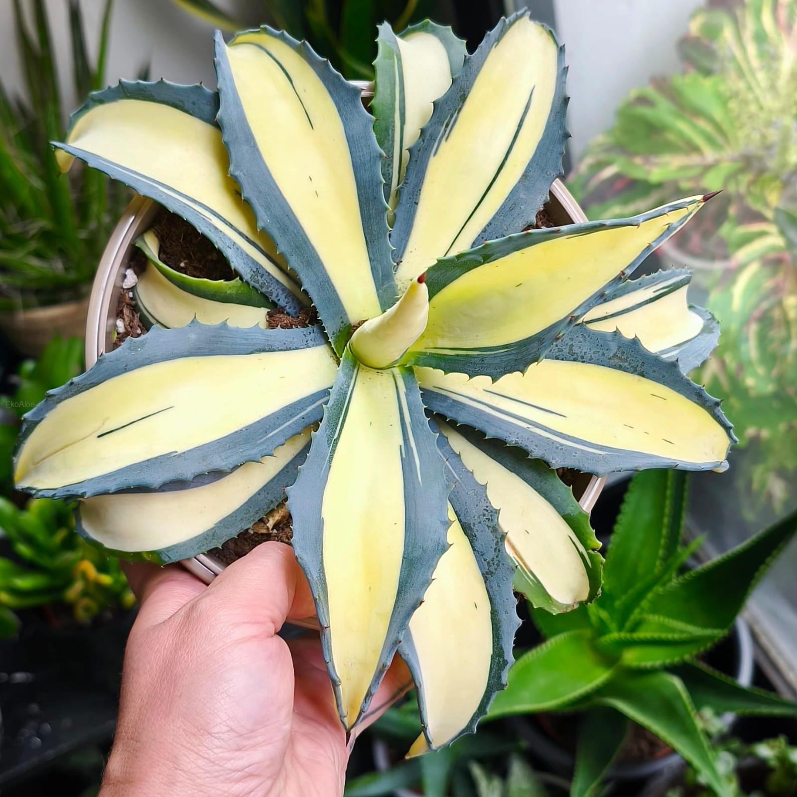 Agave salmiana var. ferox 'Medio Picta'