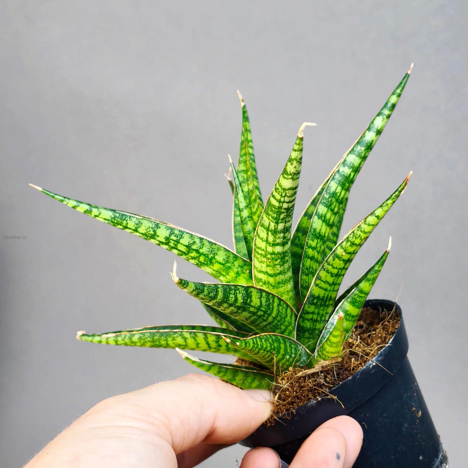 Sansevieria Hybrid Renjana