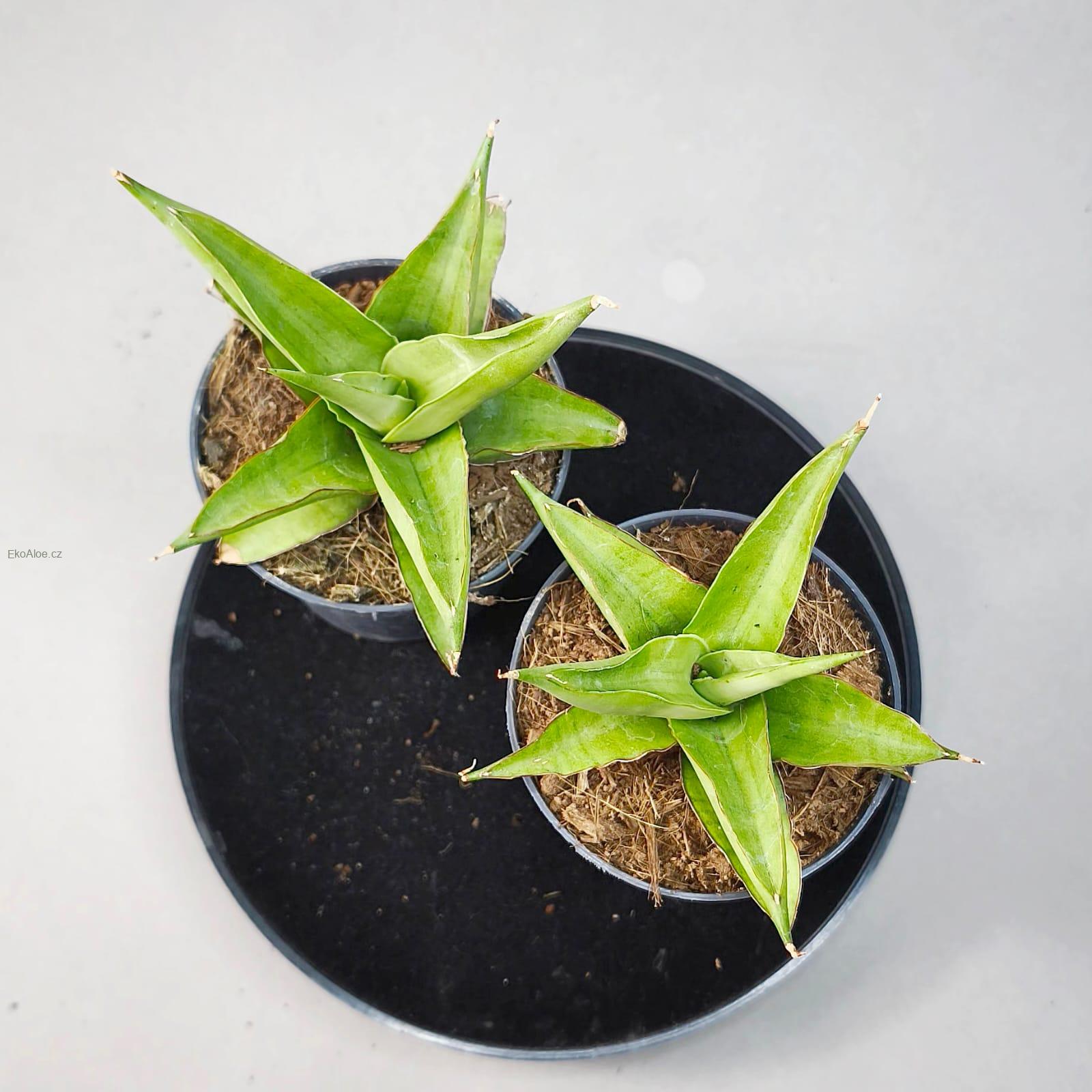 Sansevieria Platinum Crown