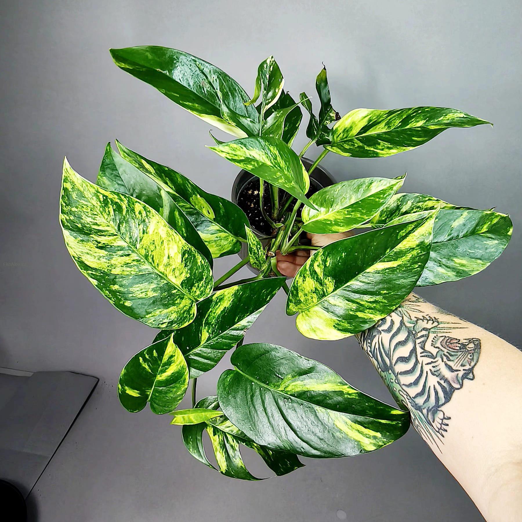 Epipremnum pinnatum Cintho Goldfinger