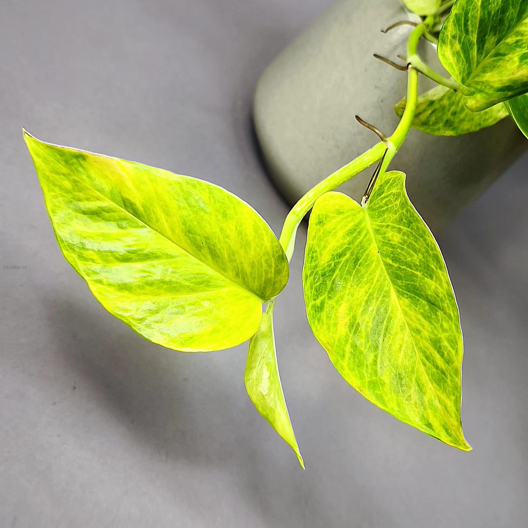 Epipremnum aureum Hicolor