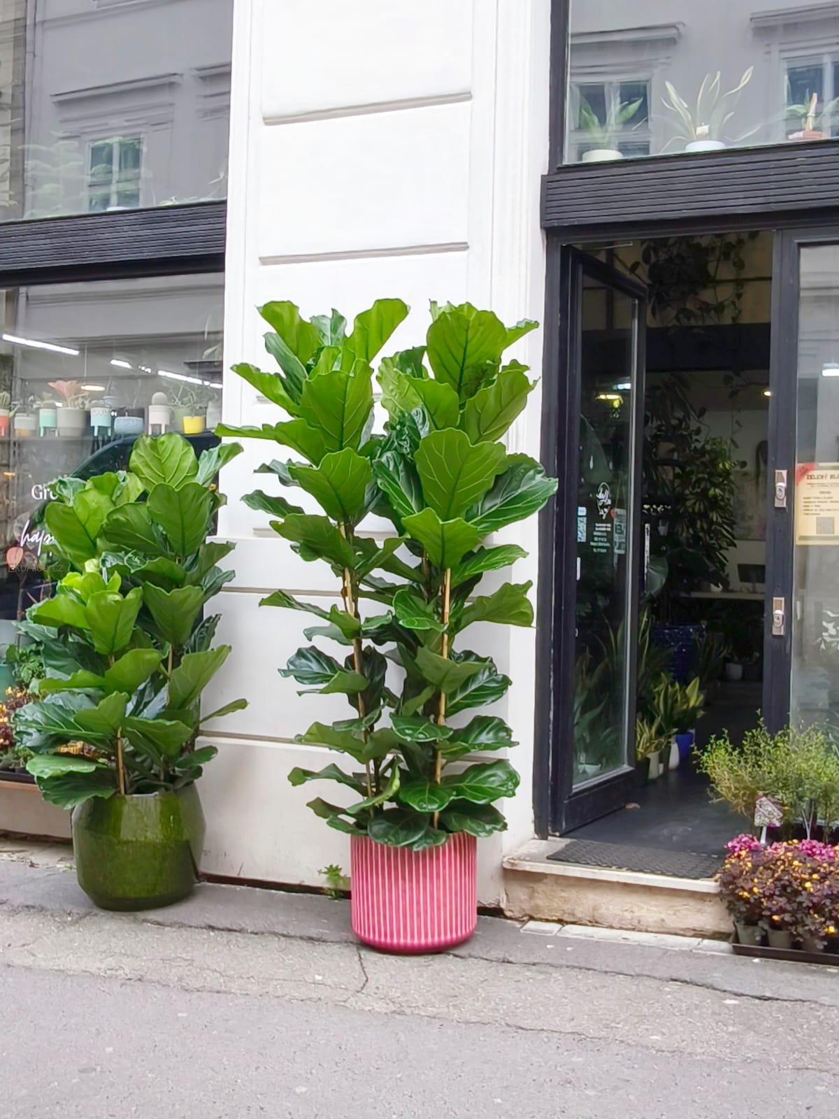 Ficus Lyrata XXXL 2.5m