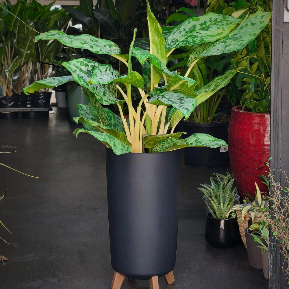Aglaonema 'Peacock'