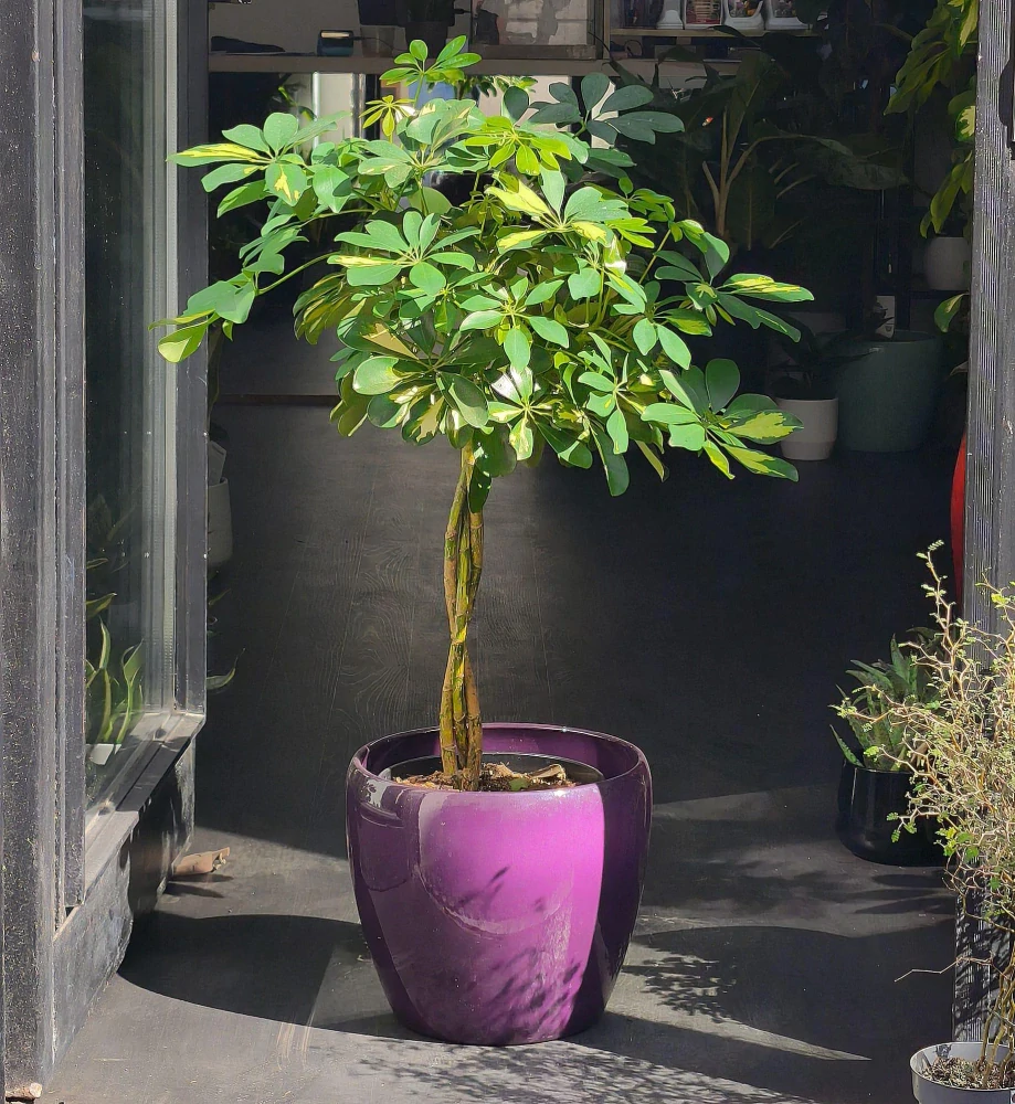 Schefflera arboricola Nora Variegata