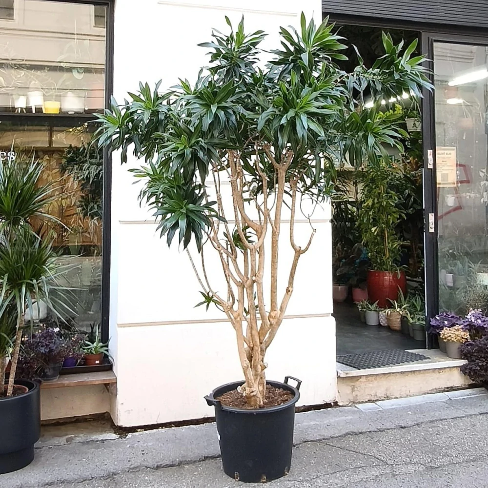 Dracaena reflexa song of jamaica