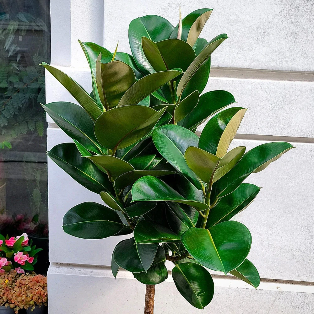 Ficus elastica Sofia na stonku 140cm