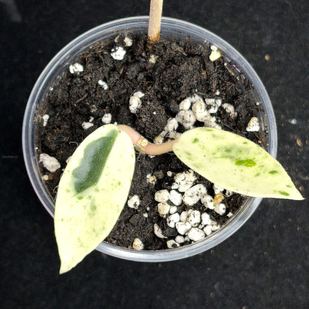 Hoya Carnosa Madara 'Snow Angel'