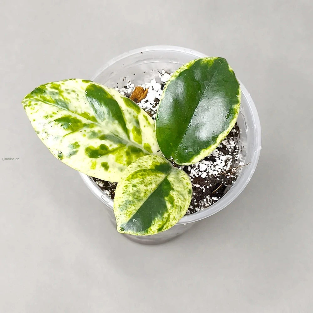 Hoya Carnosa Madara 'Snow Angel'