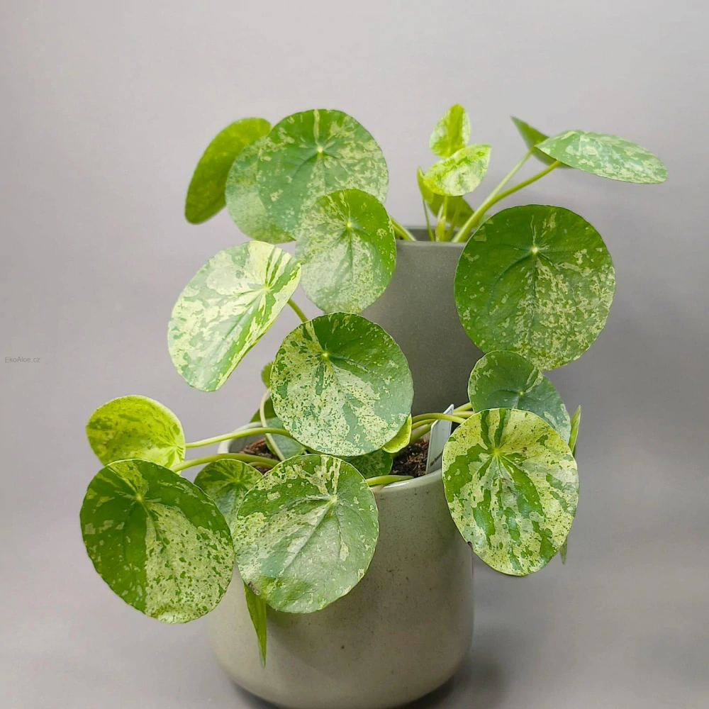 Pilea peperomioides Mojito