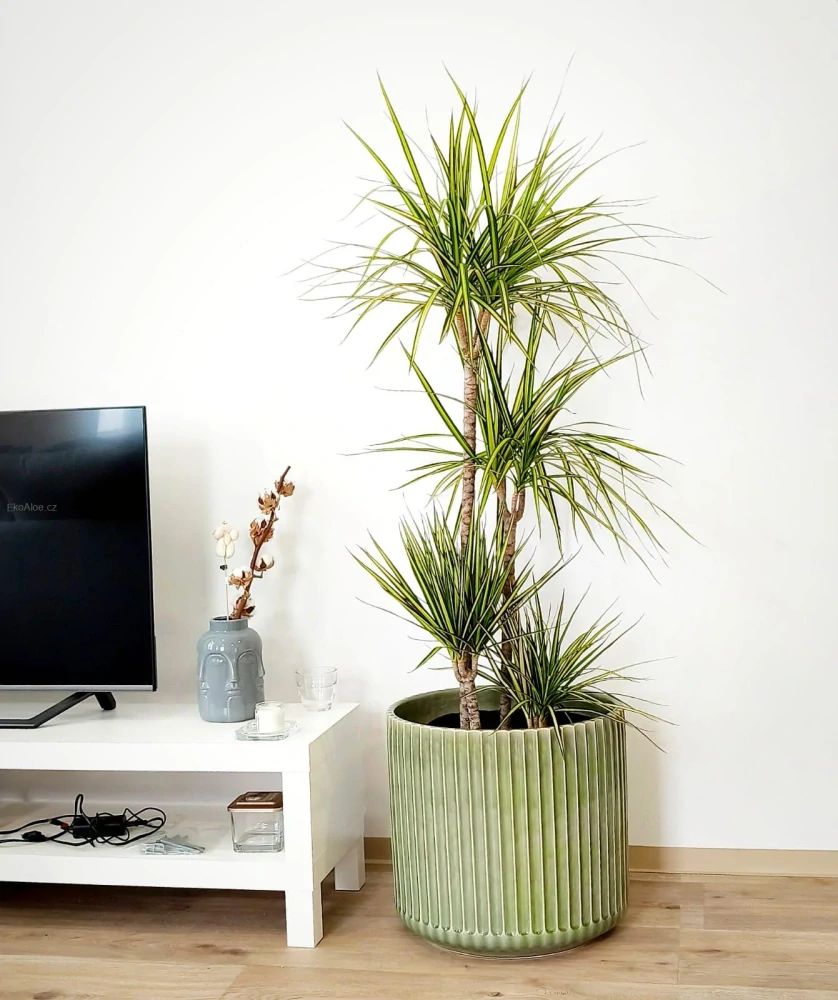 Dracaena Sunshine L