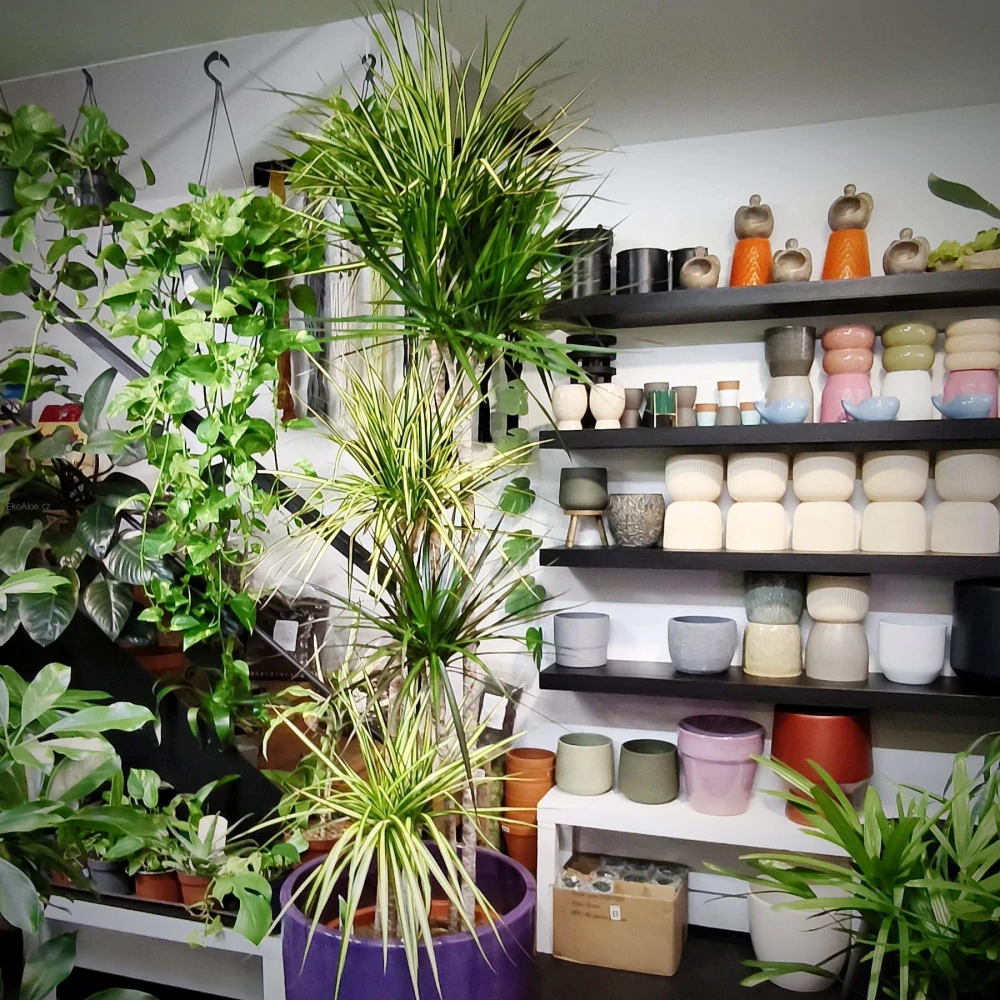 Dracaena mix XXL