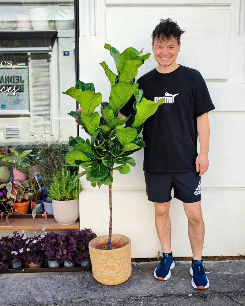 Ficus Lyrata na stonku