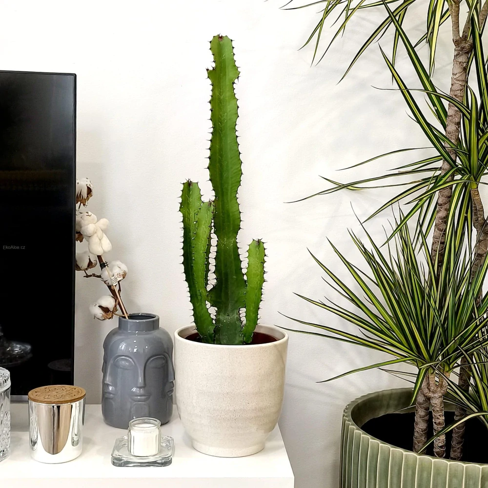 Euphorbia ingens - Pryšec obrovský