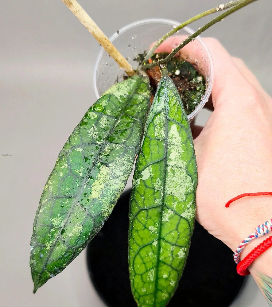 Hoya clemensiorum Black Splash