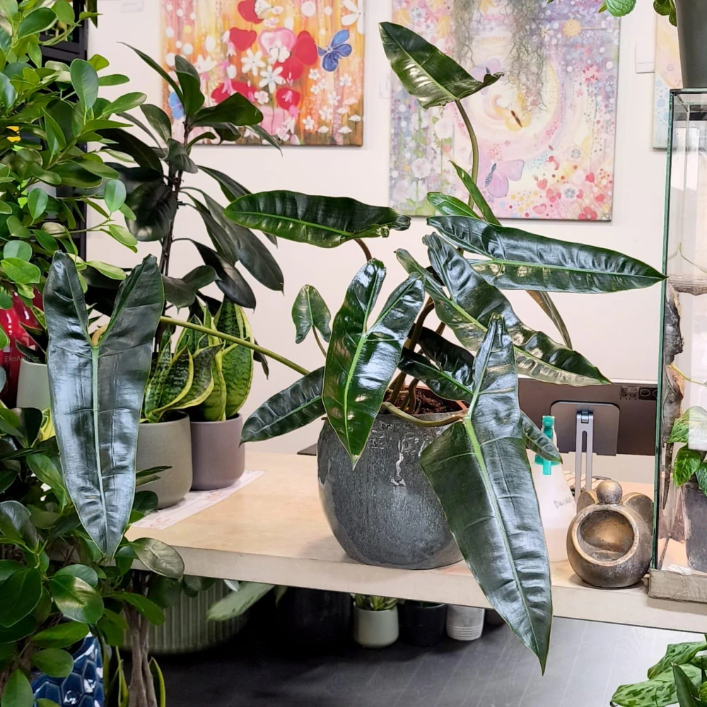 Philodendron Billietiae