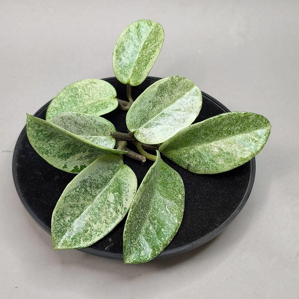 Hoya carnosa Nova Ghost řízek k zakořenění