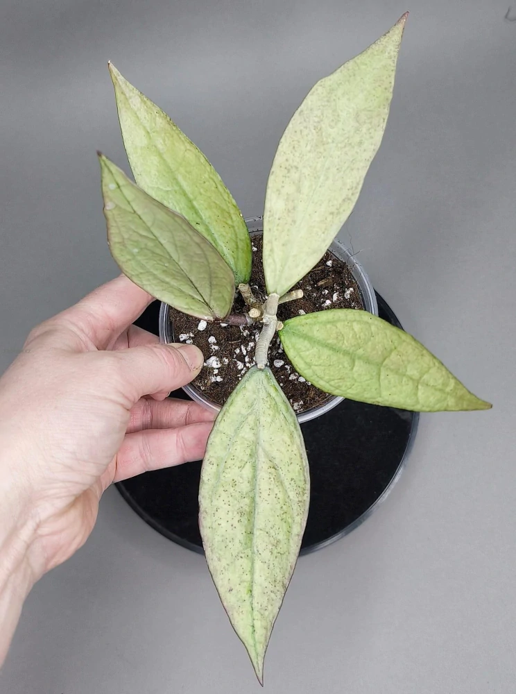 Hoya sp. Germany Silver